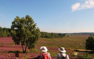 Heather on Dersingham Bog. Photo: Peter James