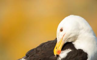 A great black-backed gull Larus marinus, adult preening its feathers