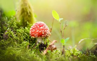 Fly agaric -  like something out of a fairy tale. But do not pick.