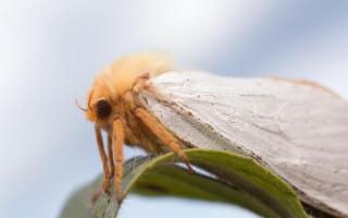 Ghost moth