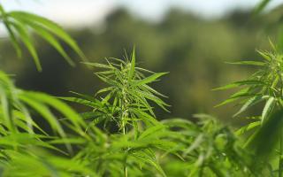 Hemp growing among the rolling Cotswolds Hills