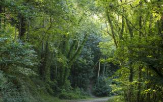 Take a circular walk through the King's Wood. IMAGE: The Woodland Trust/Adam Burton