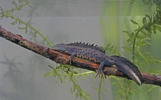 Male great crested newt.