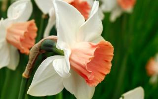 Narcissus 'Rainbow'.