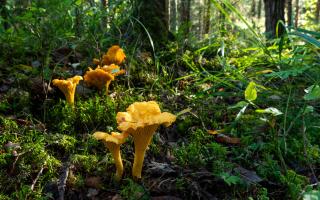 Golden chanterelles can be found under beech and oak trees.