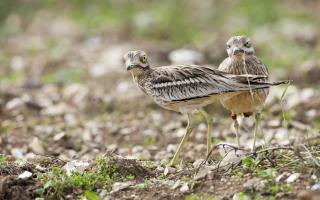 The enigmatic stone curlew.