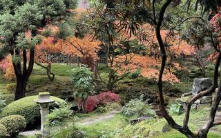 Autumn colours in the Japanese Garden at Tatton Park.