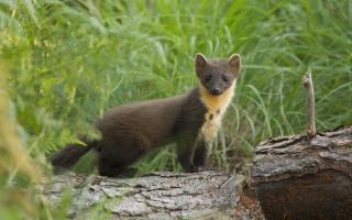 A young pine marten (Martes martes).