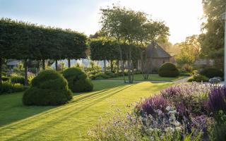 Organic yew dome shapes in an Oxfordshire garden, named 'the currant buns' by the owner.