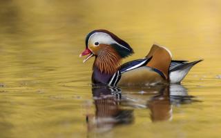 Mandarin duck.