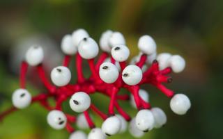 Doll's eyes (Actaea pachypoda).