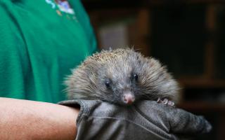 April the hedgehog with her rare pink nose, held by Lynnette Little.