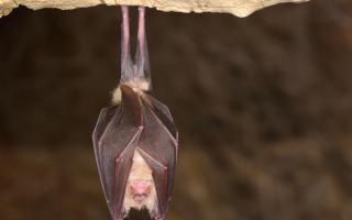 The Greater horseshoe bat( Rhinolophus ferrumequinum) can live for over 30 years. Photo: Getty