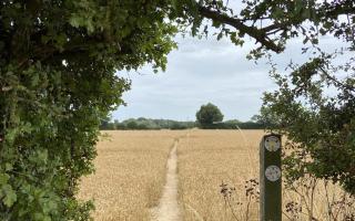 Part of the Essex Way near Manningtree