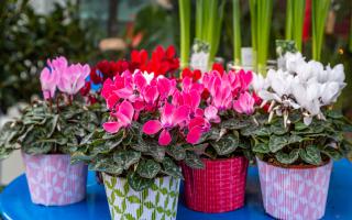 Pots of cyclamen