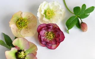 The Christmas rose is a favourite with pretty flowers from midwinter to early spring. Photo: Getty