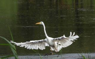 The primeval-looking Great White Egret swooping in.