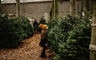 All the festive magic  - choosing a tree at Croft Christmas Trees