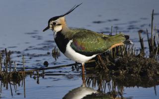 Northern lapwing Vanellus vanellus