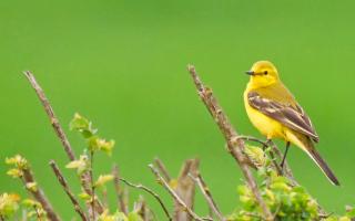 Yellow wagtail on hedge