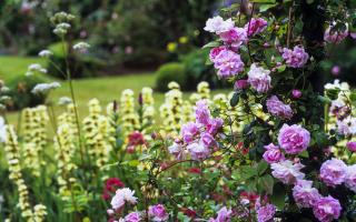 Explore the beauty of village gardens