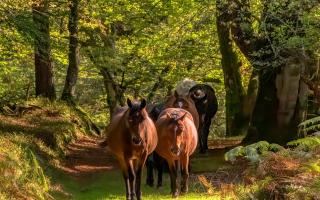 Ponies in the New Forest