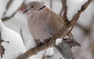 Collared Dove in snow